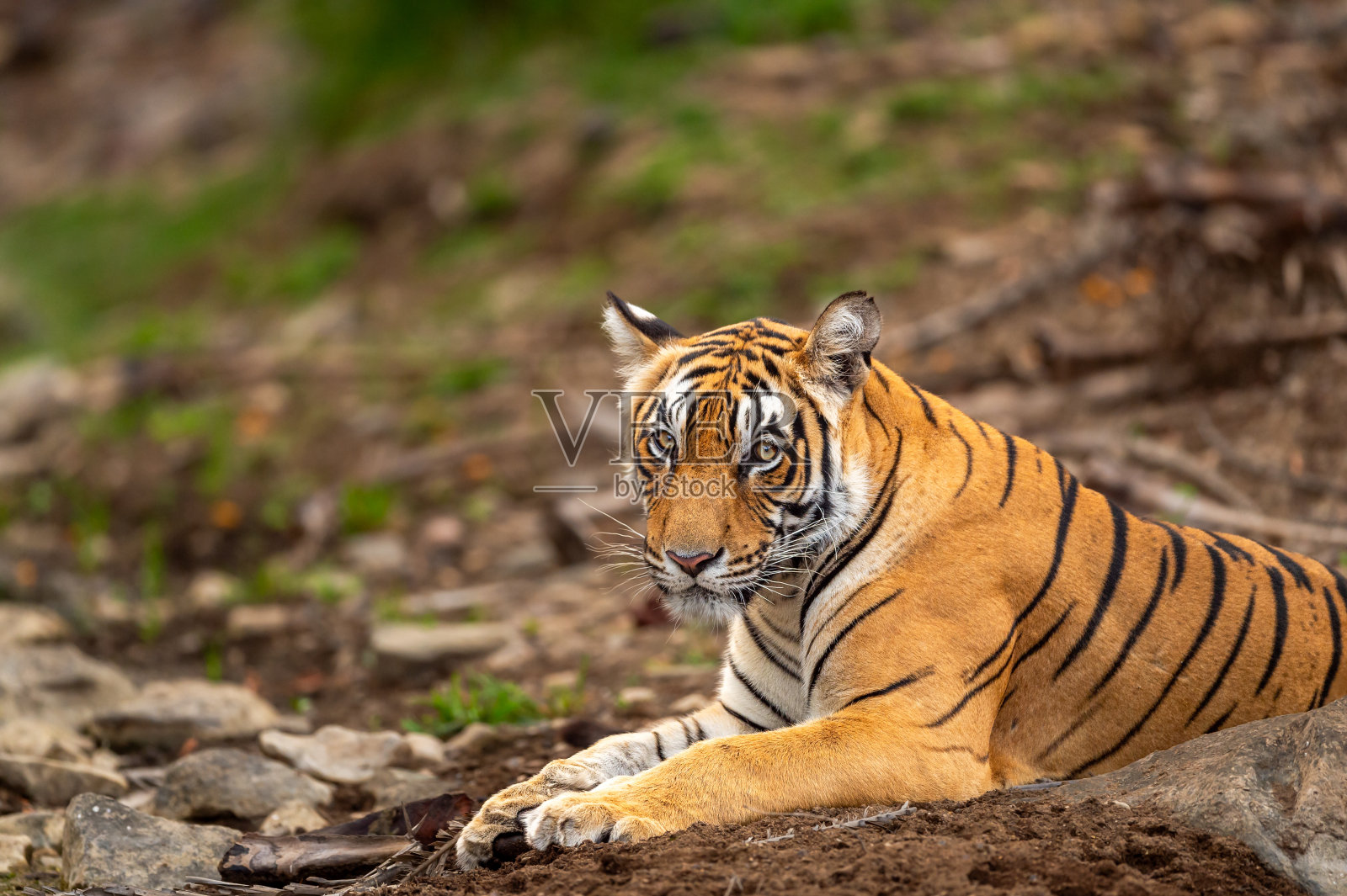 在ranthambore国家公园森林保护区，印度拉贾斯坦邦萨瓦伊马德普尔，野生雄性孟加拉虎或底格里斯虎的近距离拍摄或冬季狩猎时眼神接触的肖像照片摄影图片