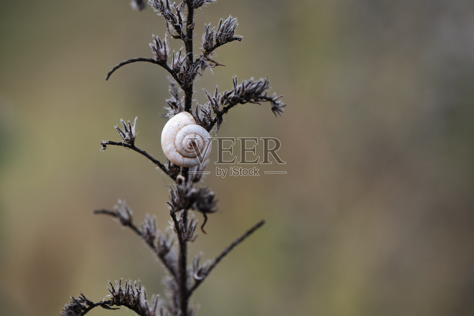 秋天的背景与干燥的植物在田野照片摄影图片