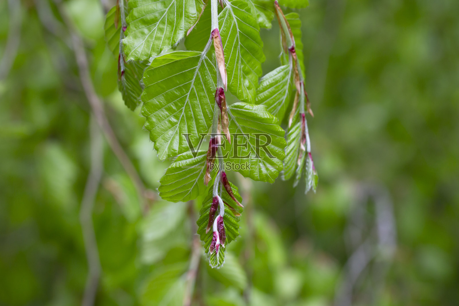 枝与春叶欧洲山毛榉，选择性重点。植物背景与绿色的春天的叶子。近距离照片摄影图片