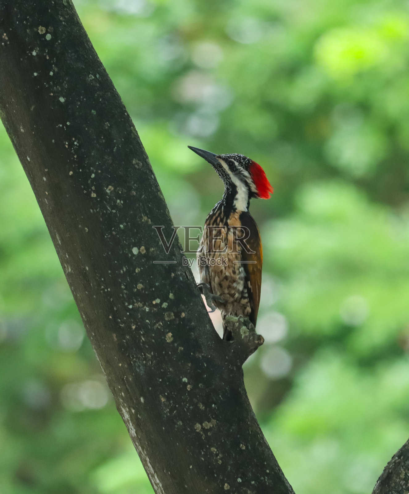 树枝上的黑背火烈鸟照片摄影图片