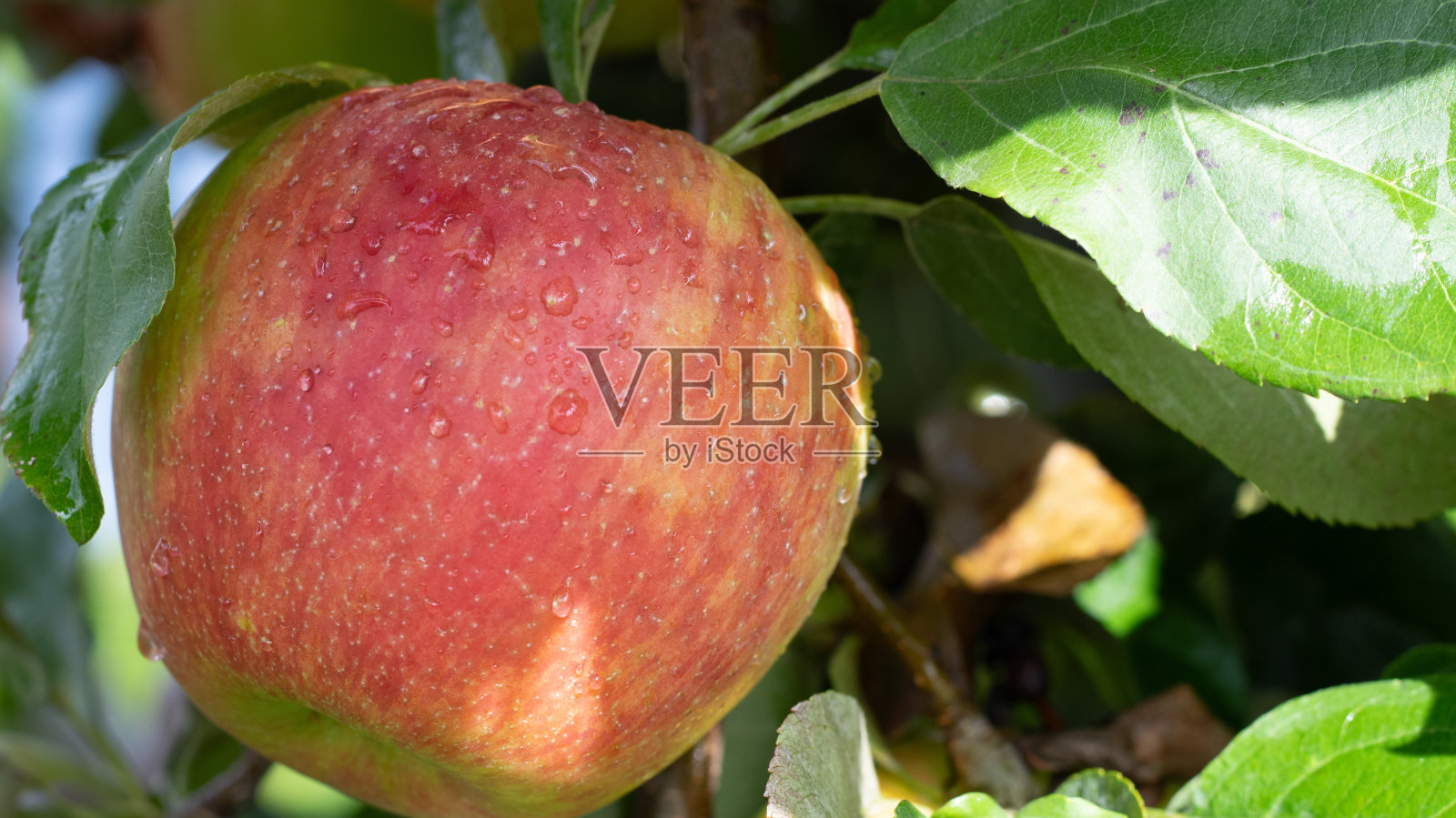 苹果照片摄影图片