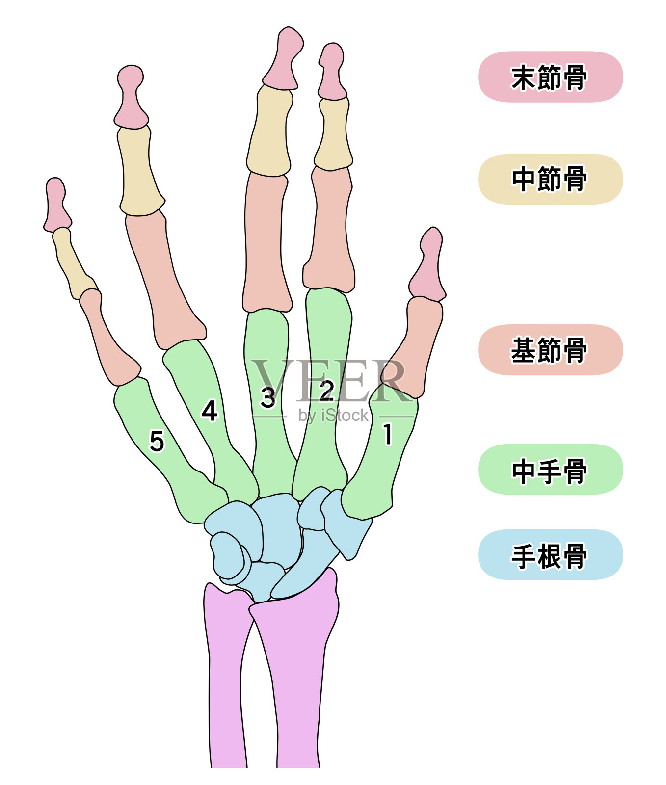 人类右手骨的插图插画图片素材