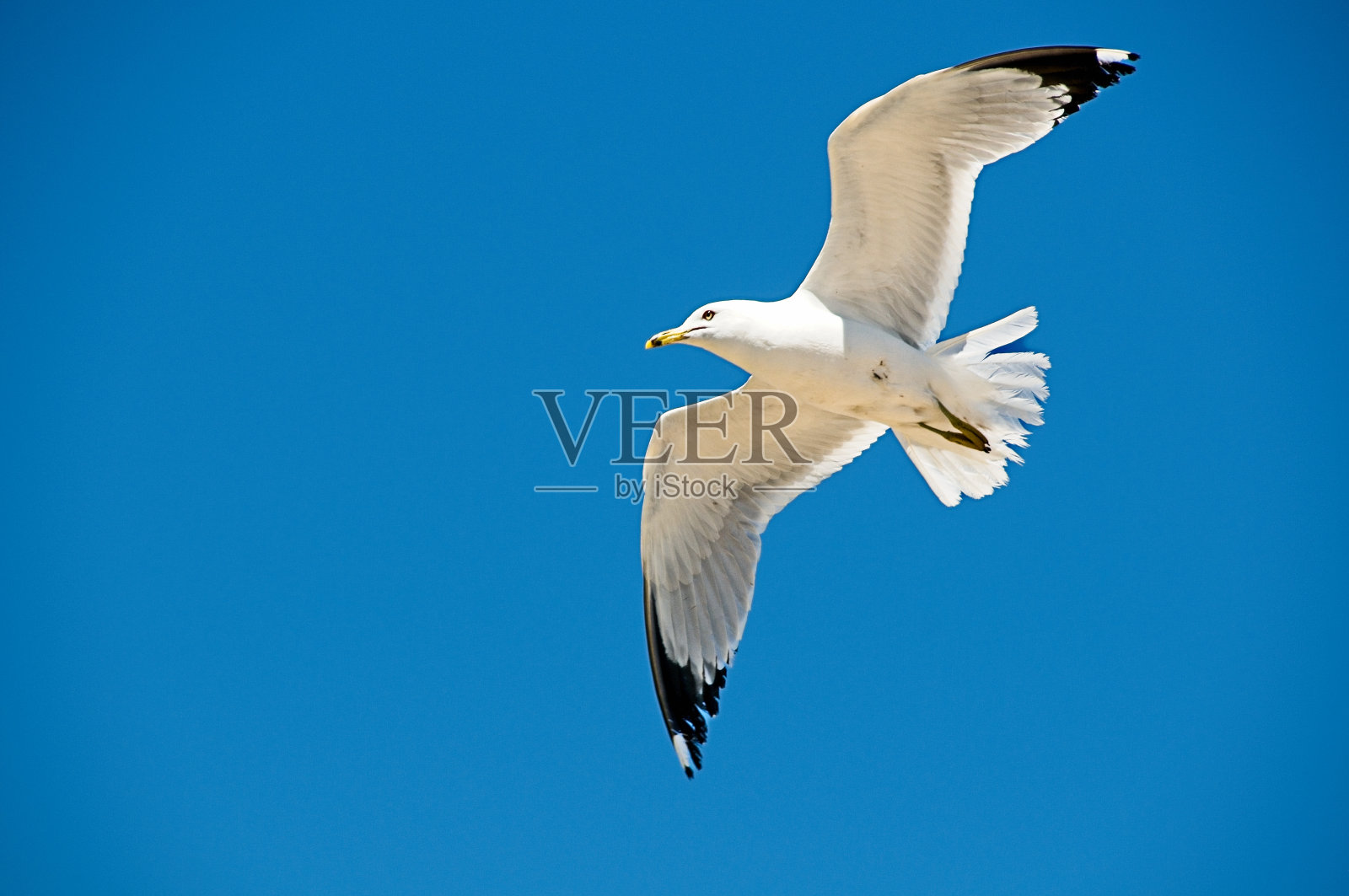 白色的海鸥照片摄影图片