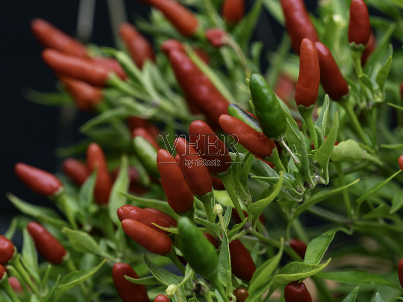 红色和绿色的小辣椒照片摄影图片