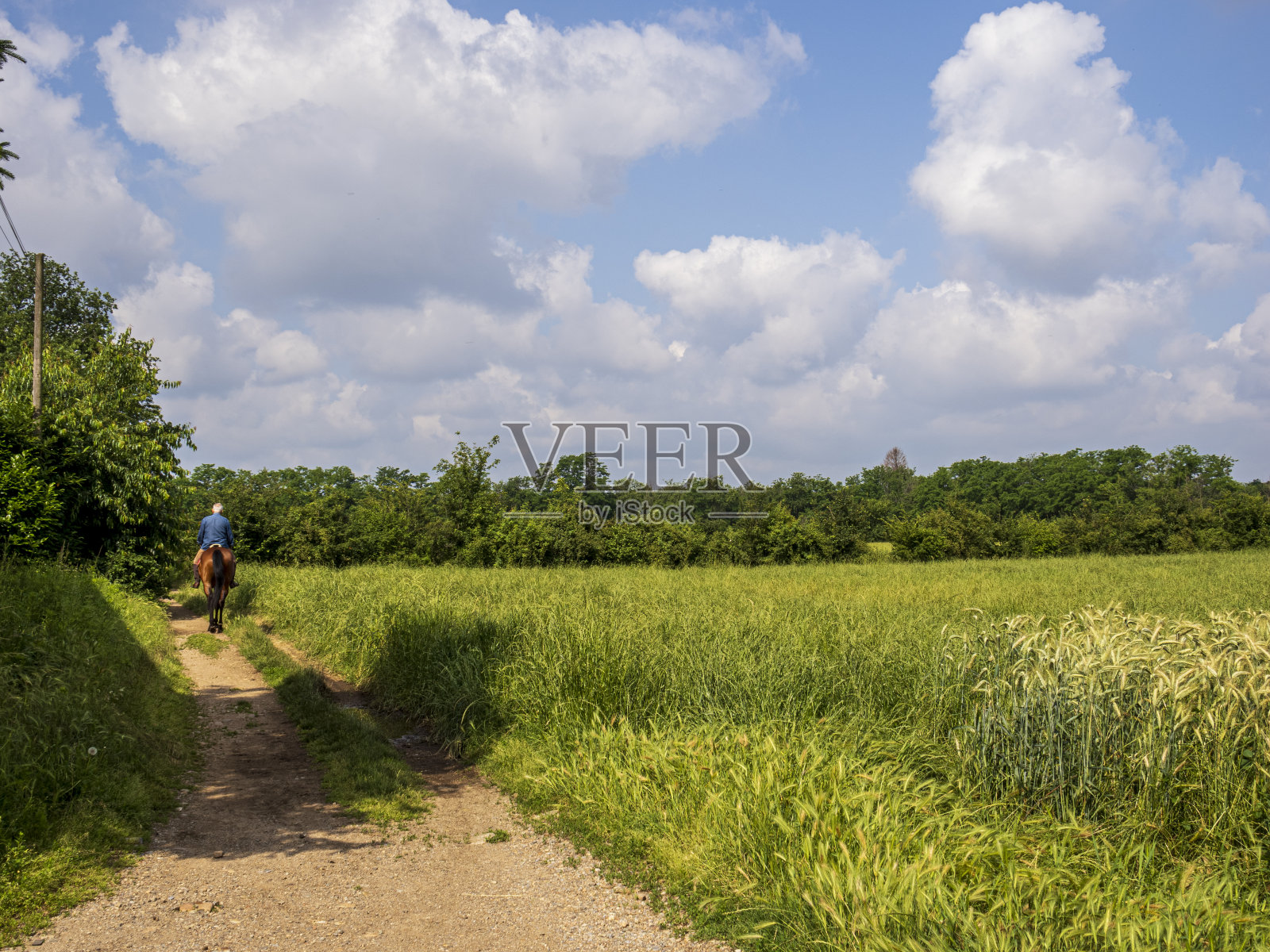 麦田照片摄影图片