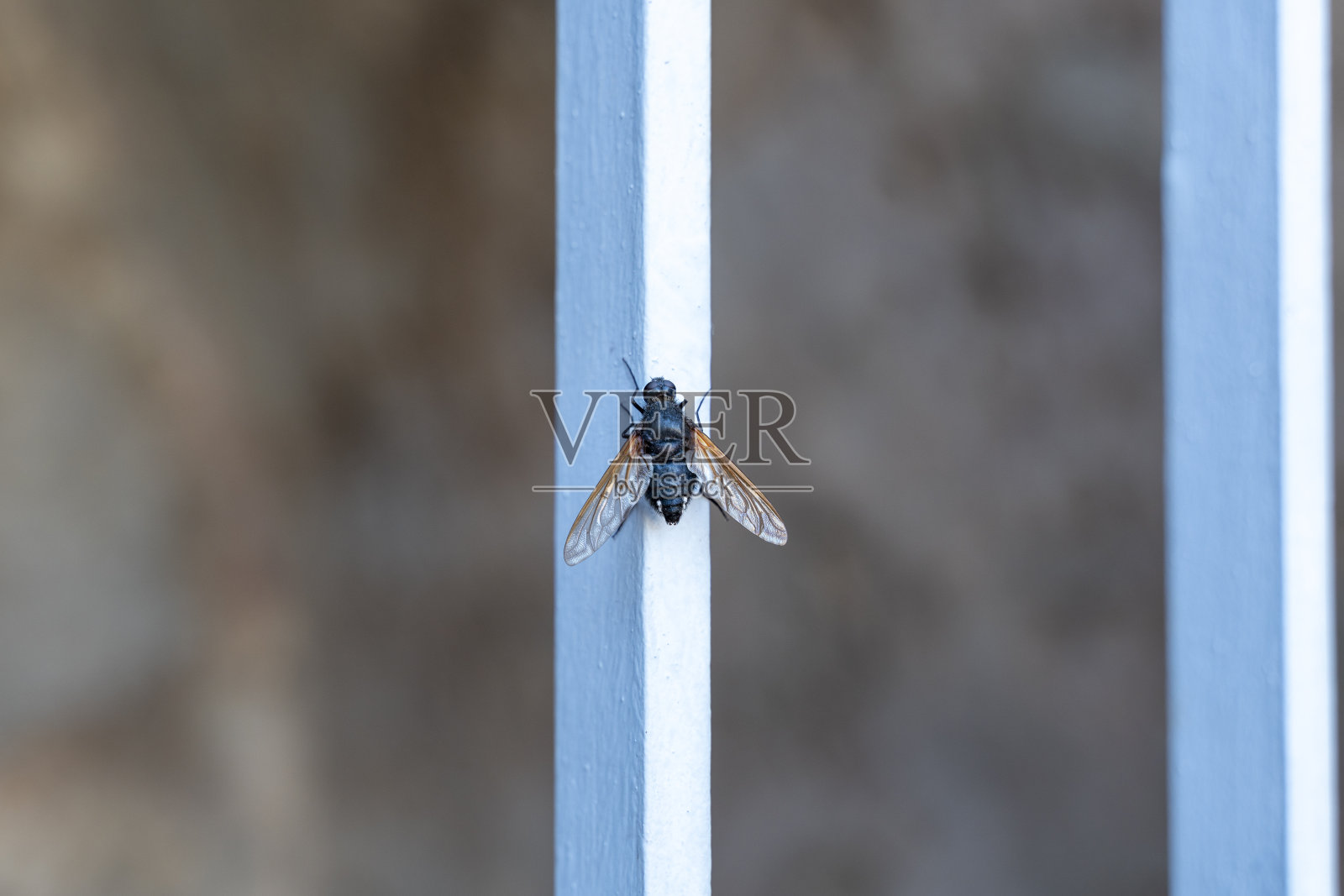 房子飞照片摄影图片