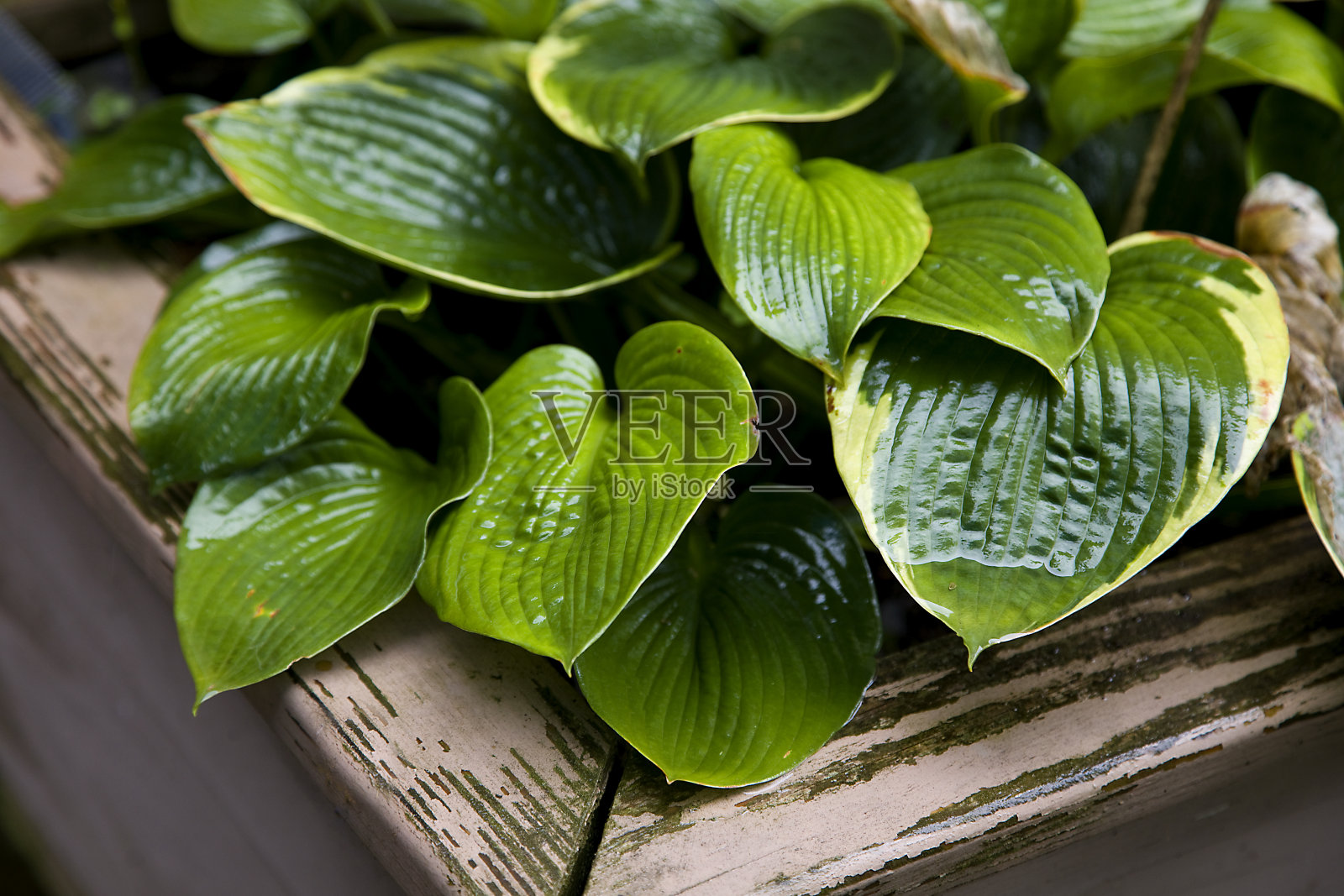 绿叶户外植物盒装照片摄影图片