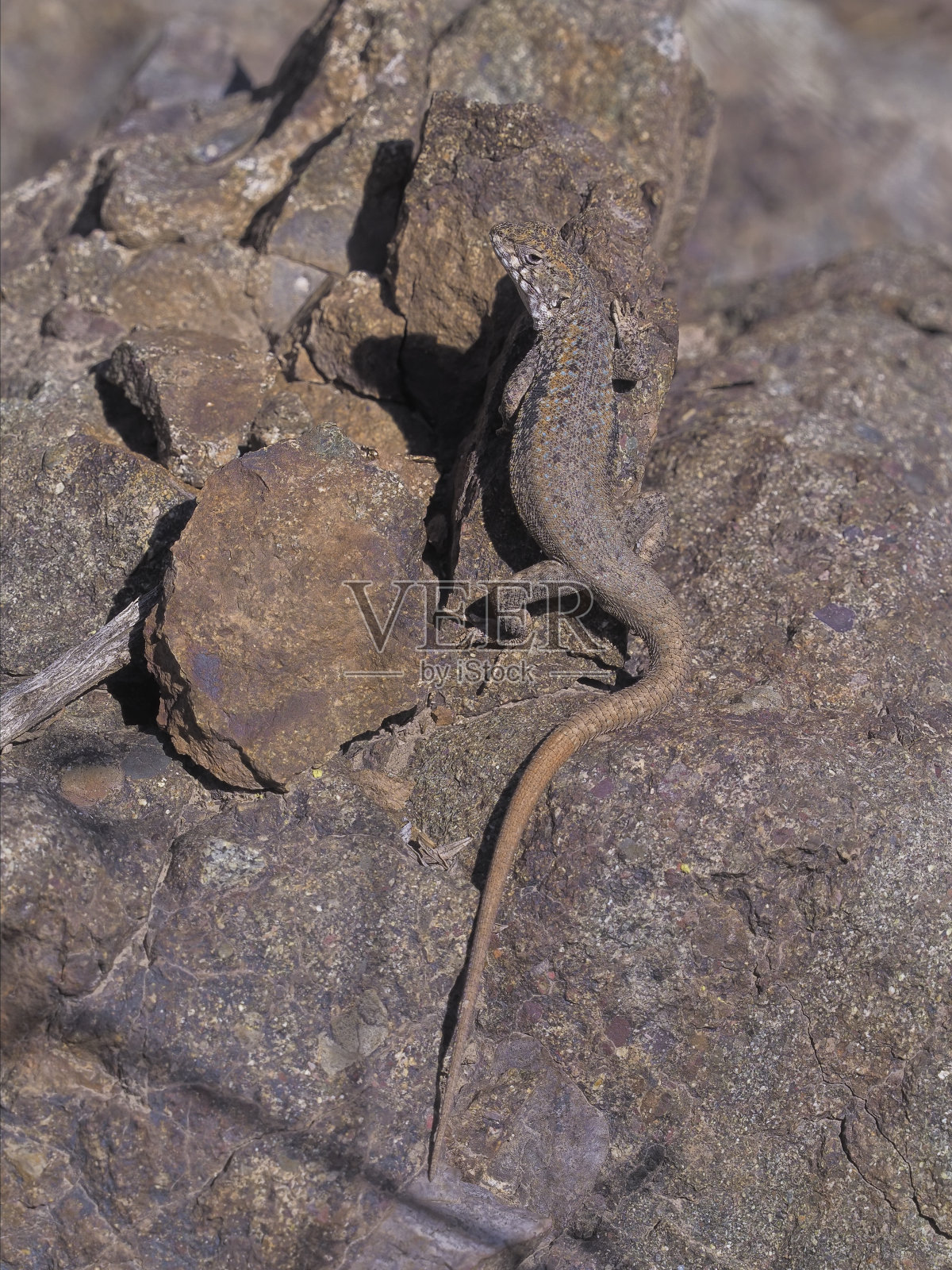 隆冬时节，旧金山河上的一只蜥蜴在享受日光浴照片摄影图片