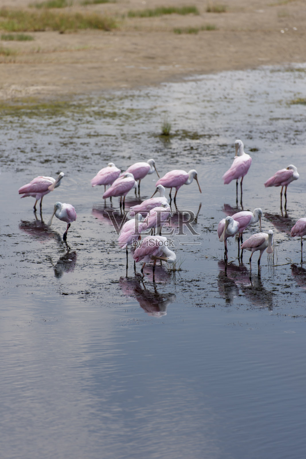 一群玫瑰色琵鹭在阳光明媚的沼泽地里涉水，在平静的水面上反射出它们的倒影照片摄影图片