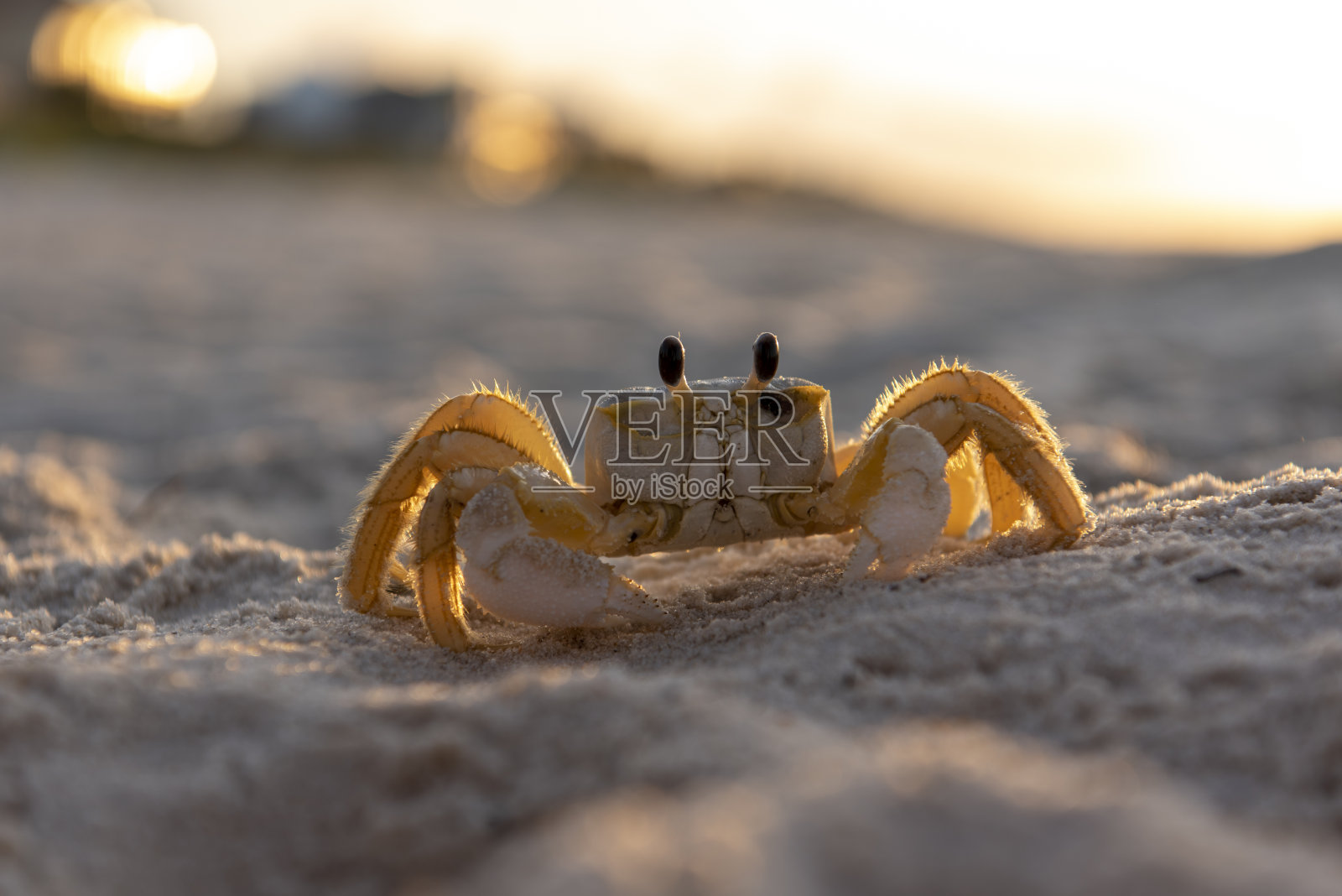 背光鬼蟹在海滩上的黎明与失焦海滩和沿海房屋的背景照片摄影图片