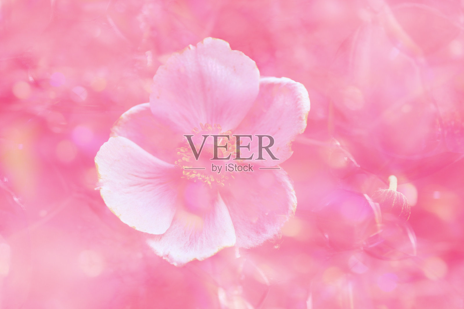 抽象的背景照片摄影图片