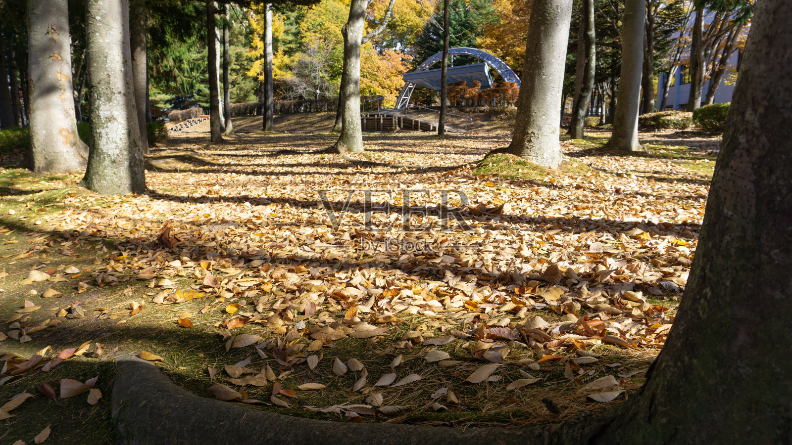 街上的落叶照片摄影图片