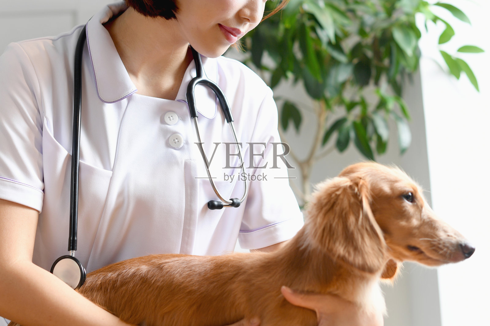 穿白大褂治疗狗(动物/宠物)的女兽医照片摄影图片