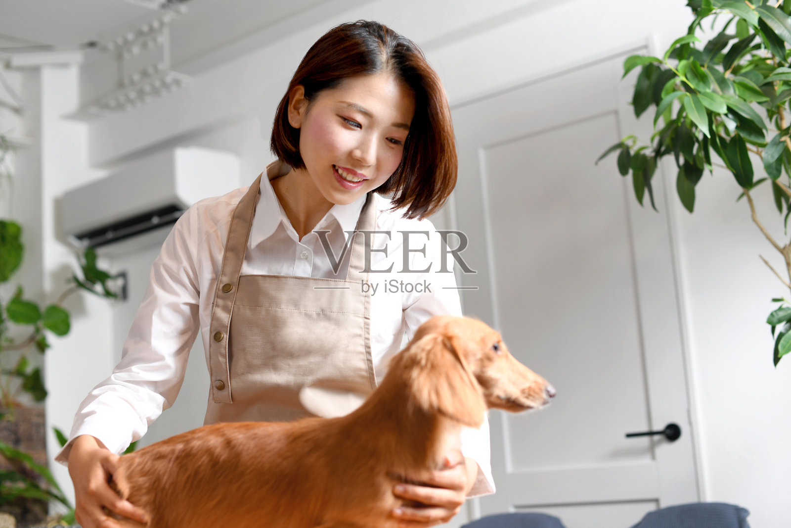 在宠物沙龙，一位系着围裙的女美容师正在给狗修剪毛发照片摄影图片