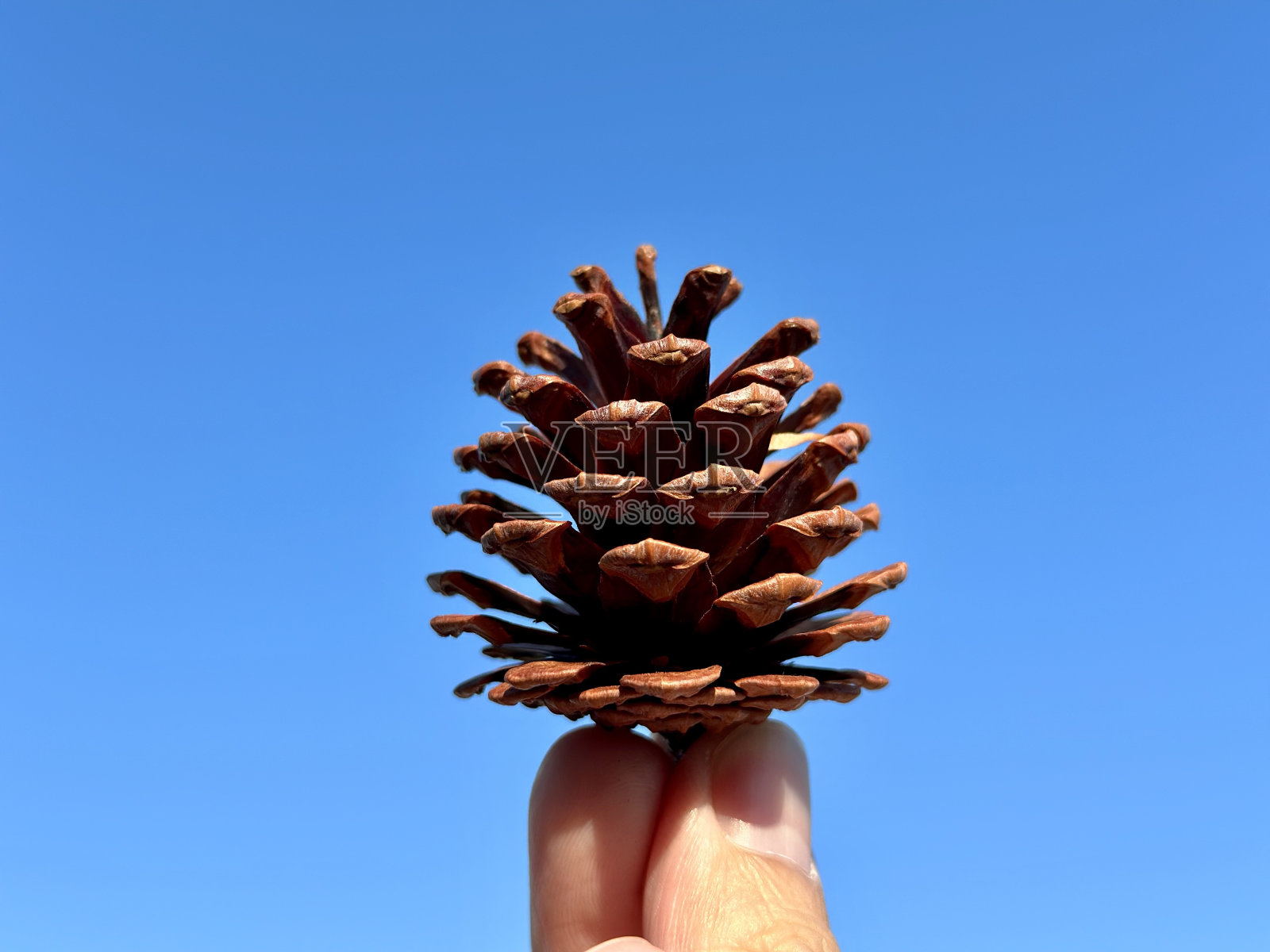 以天空为背景，拍在手上的干松果照片摄影图片