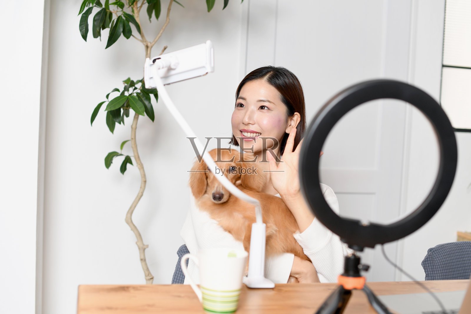 一位年轻的亚洲网红女士通过智能手机视频与她的宠物(狗)打招呼照片摄影图片