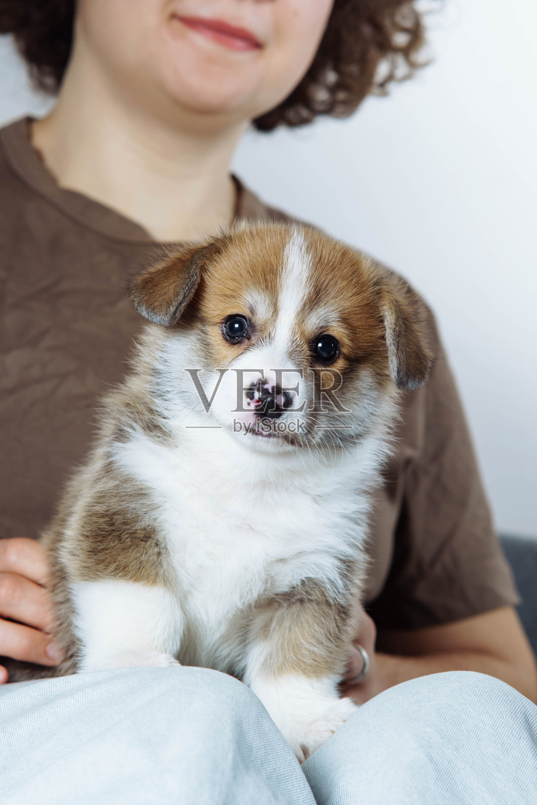 威尔士柯基犬漂亮的棕色白色小狗的肖像，站在一个无法辨认的女人的腿上看着相机。照片摄影图片