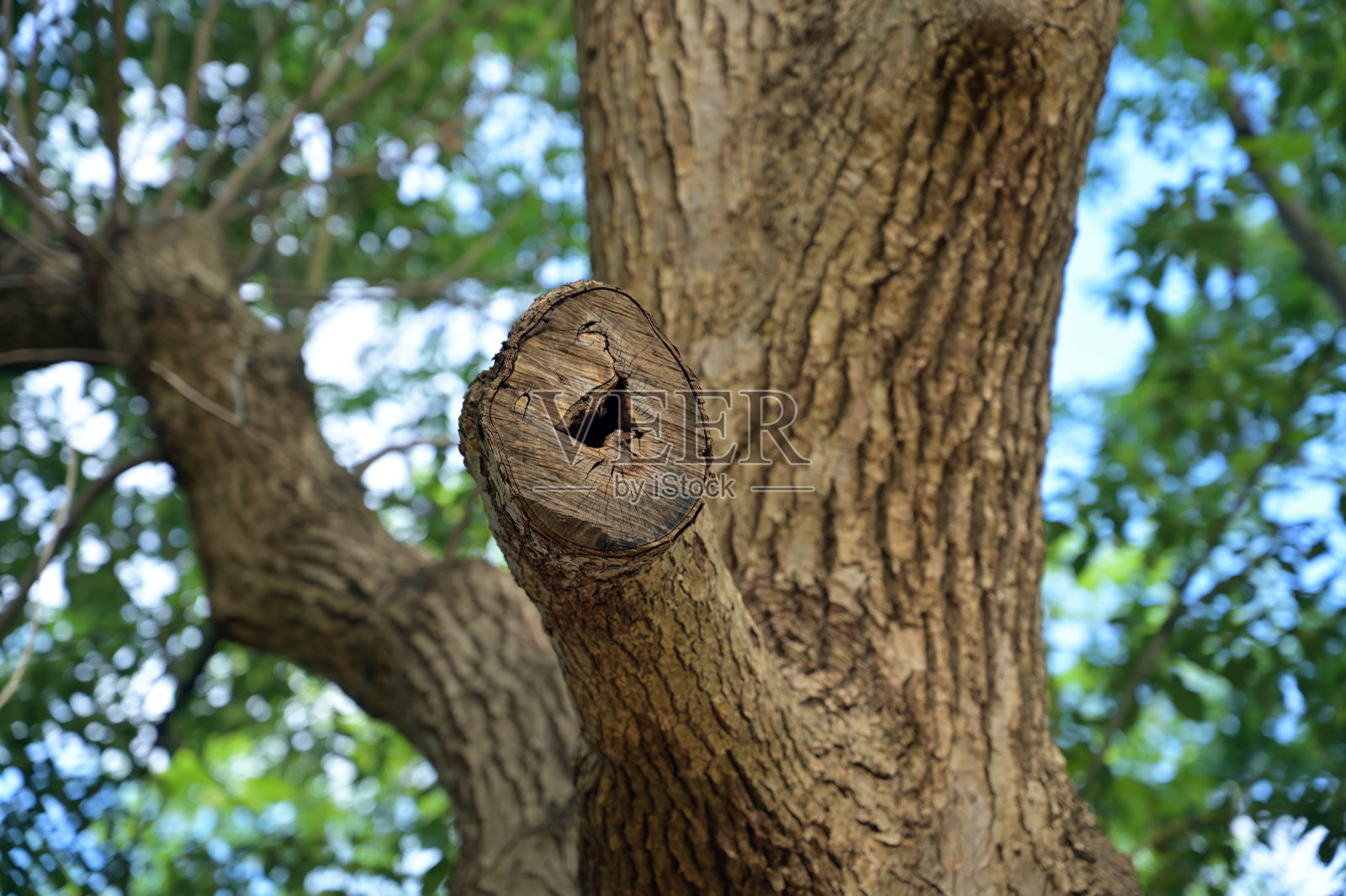 从树枝上剪下来的微笑照片摄影图片