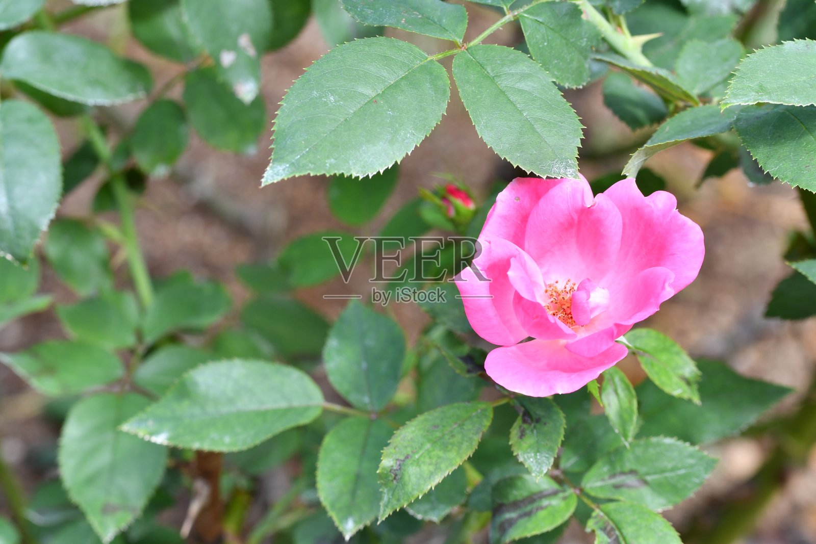 粉红色的花朵照片摄影图片