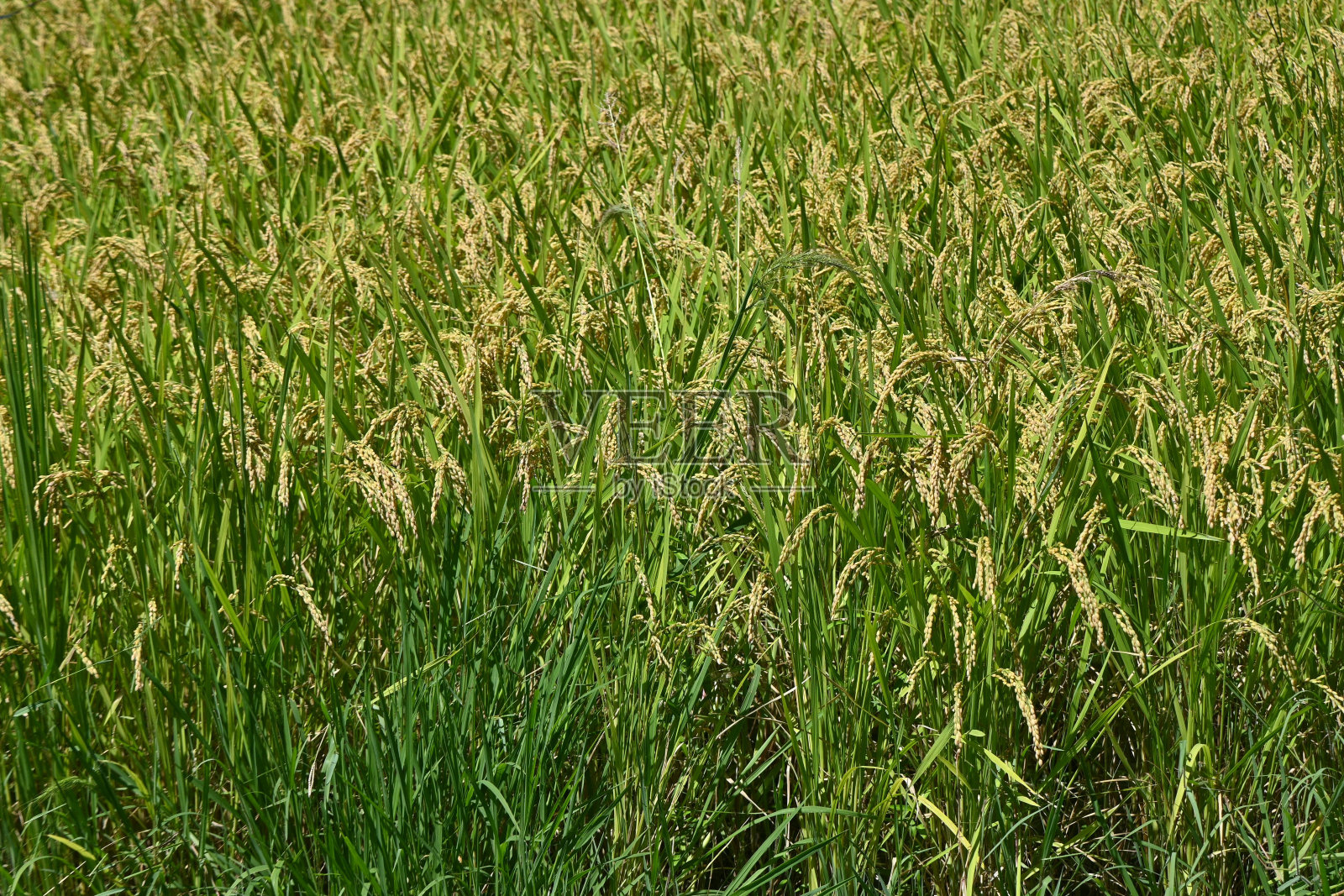 水稻的生长。日本秋天稻田的景色。照片摄影图片
