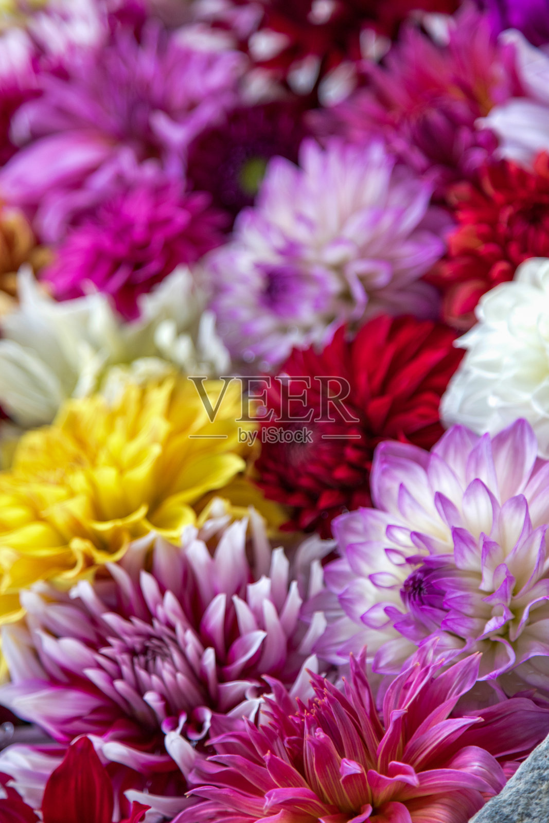 各种颜色的大丽花作为花卉图案的背景。照片摄影图片