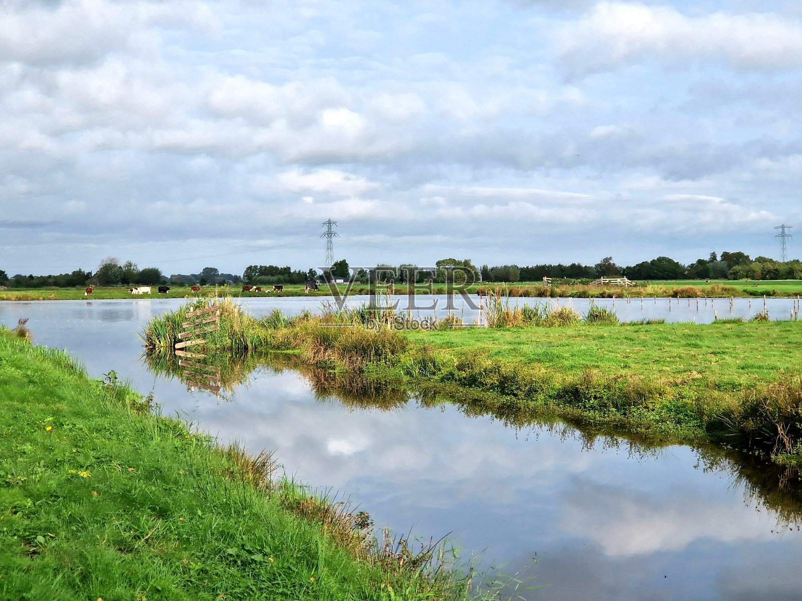 水渠里倒映着云彩，远处有牛在吃草照片摄影图片