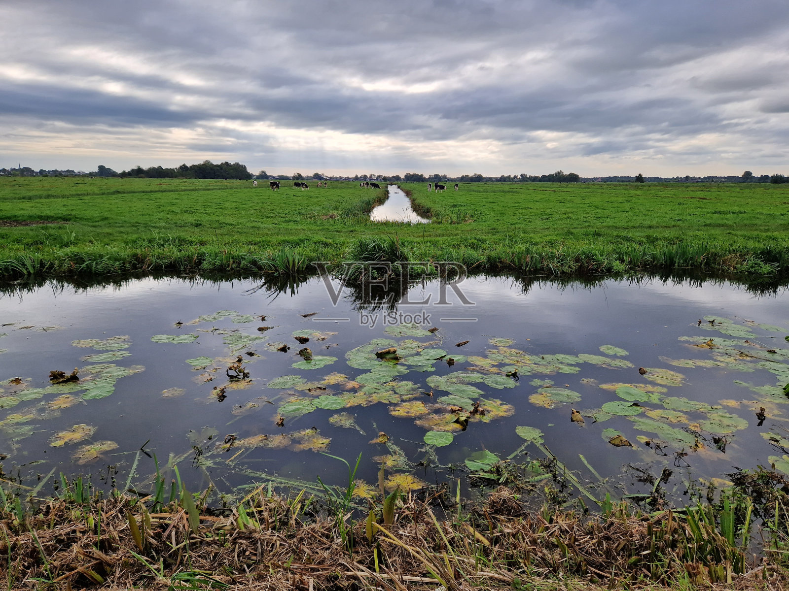 草地沟渠里倒映的云景，水中的睡莲照片摄影图片