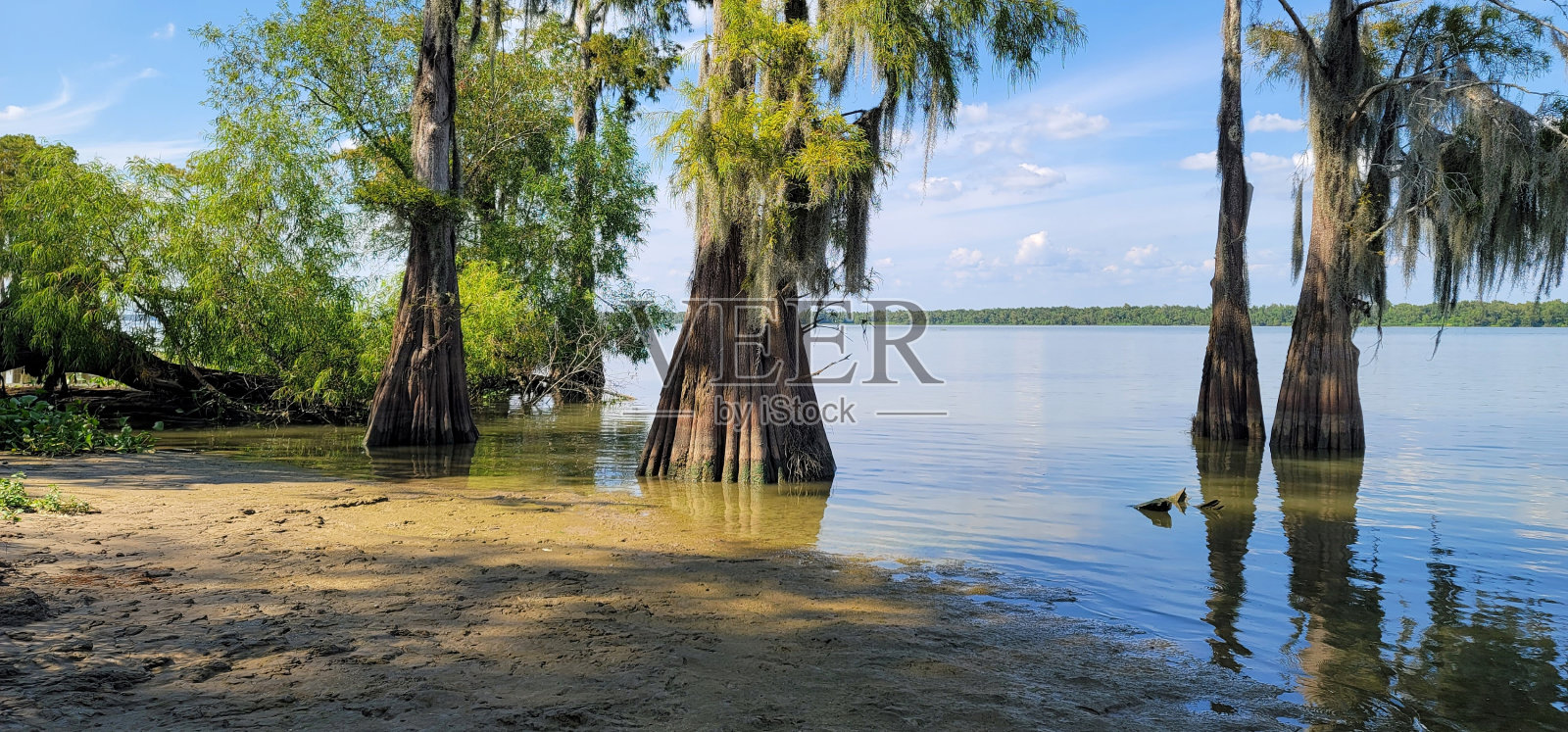 路易斯安那州的沼泽照片摄影图片