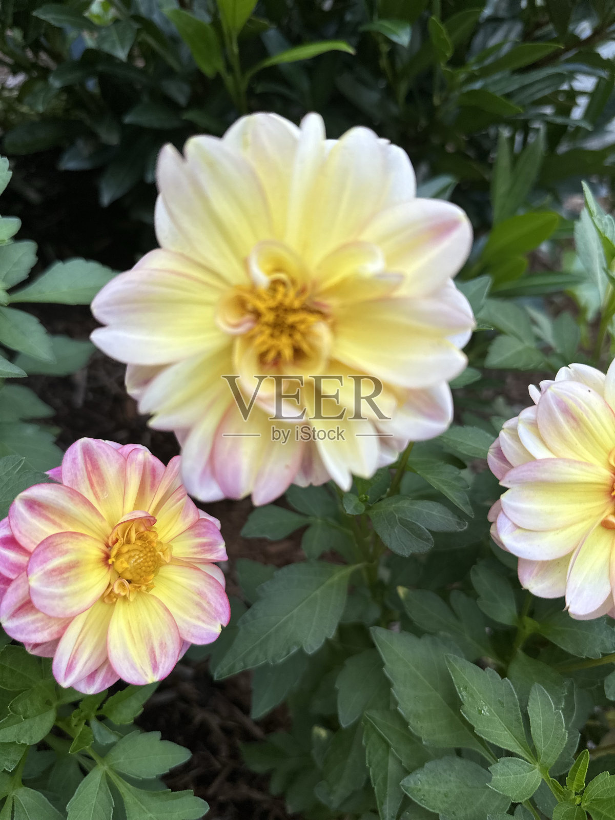 花照片摄影图片