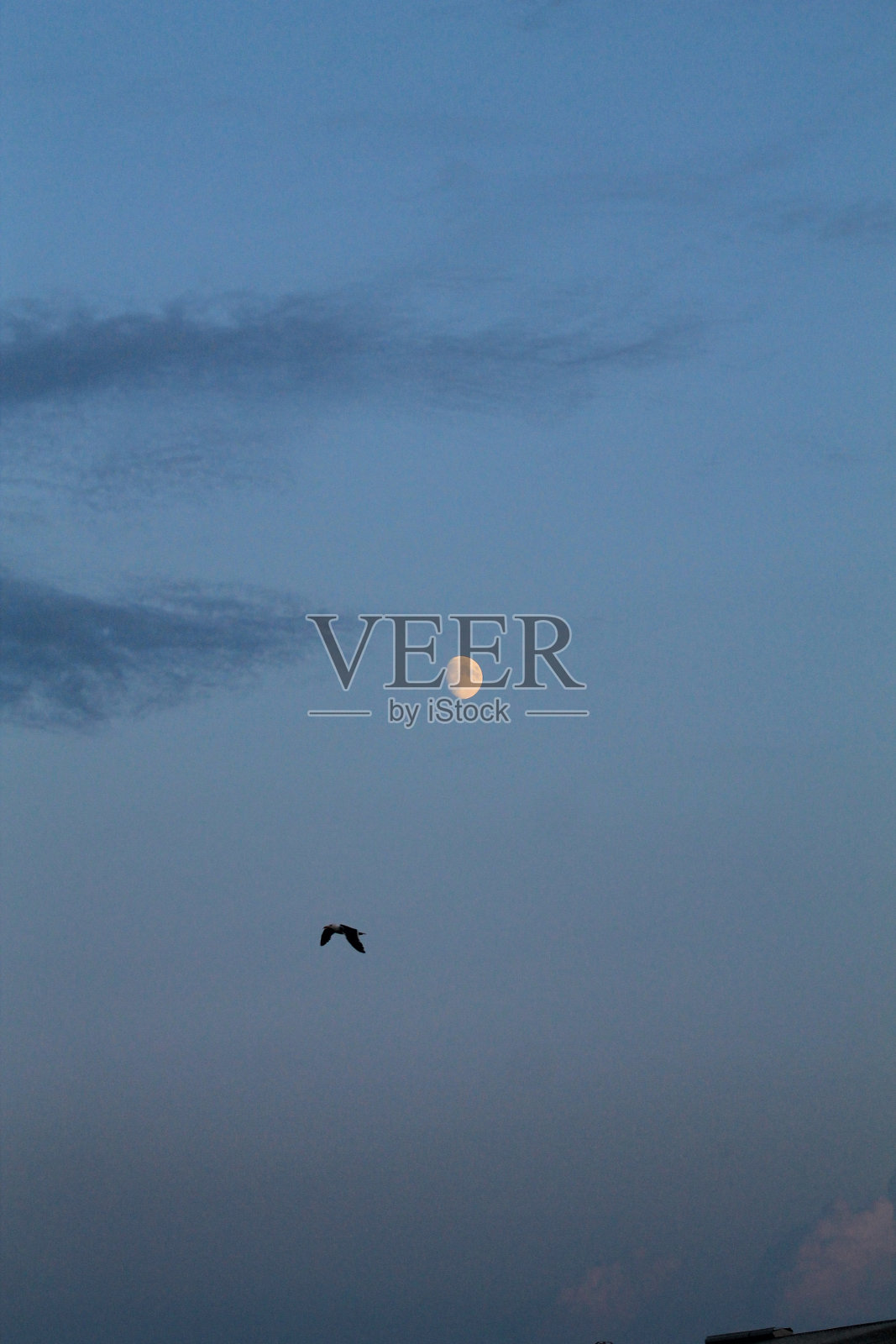 空中的海鸥照片摄影图片