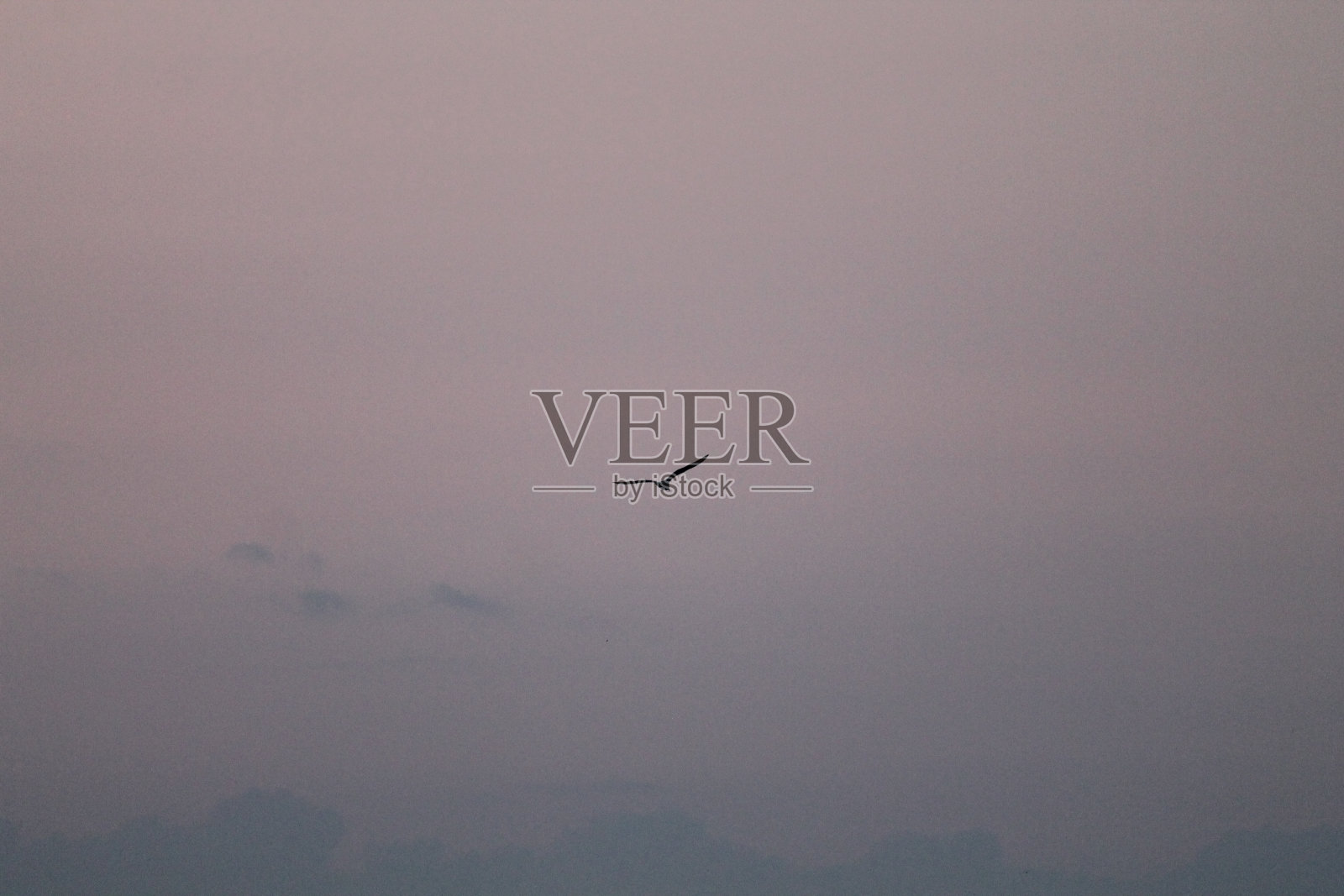 空中的海鸥照片摄影图片