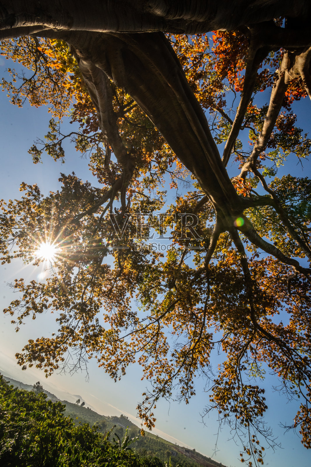 太阳就像古榕树冠上的一朵多瓣花。咖啡园里的百年榕树长着嫩叶，嫩叶鲜红，景色美丽多彩。照片摄影图片