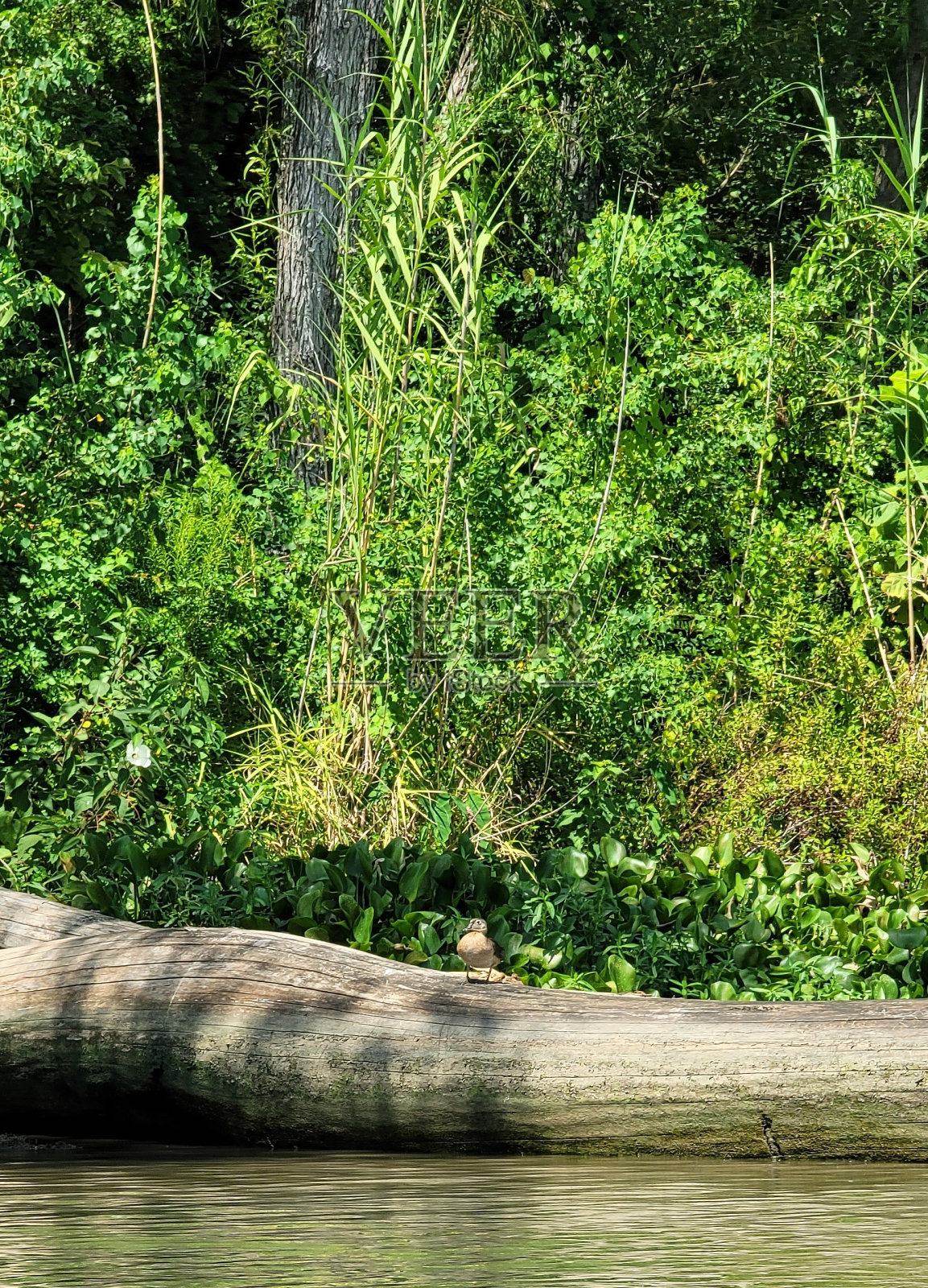 母木鸭照片摄影图片
