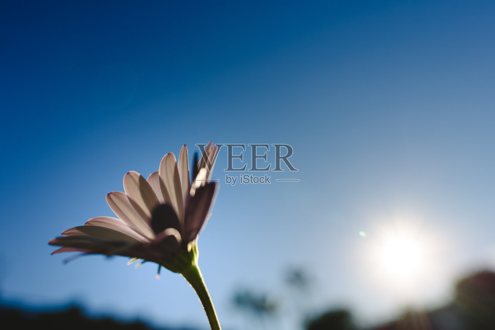 背光下孤独的粉色花朵，背后是天空，背景是女性的概念。照片摄影图片