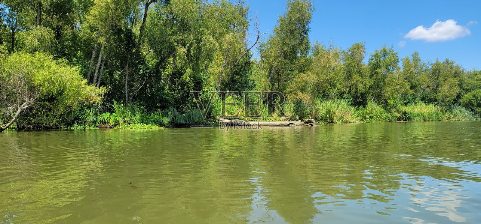 河、树和一只木鸭照片摄影图片
