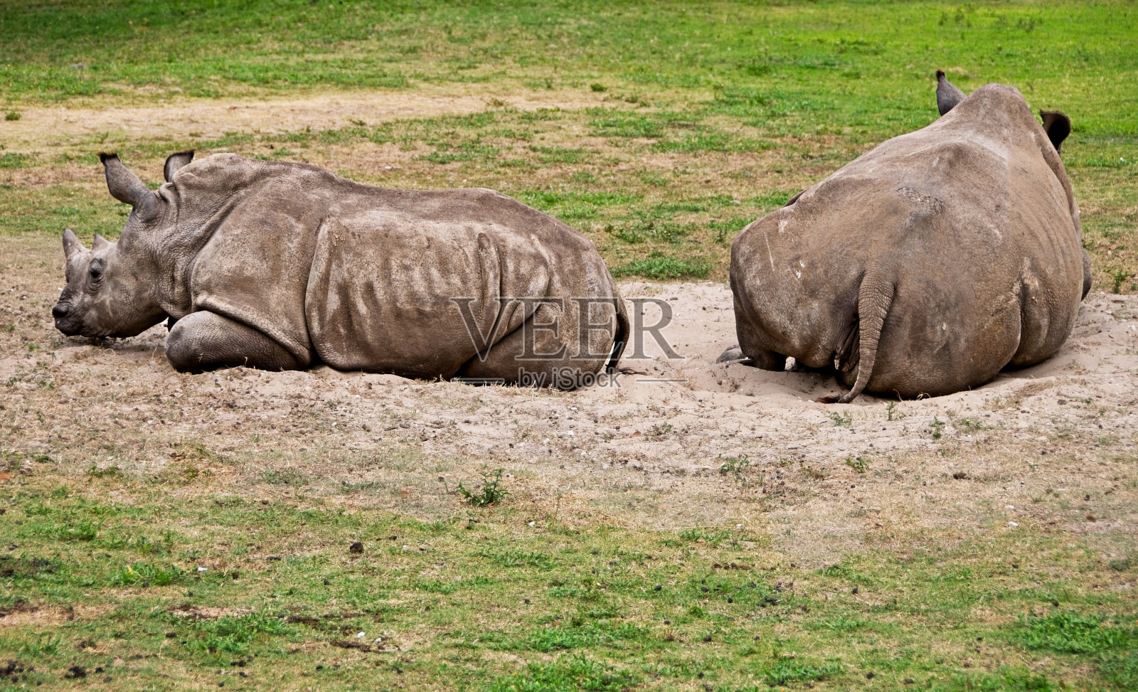 南方白犀牛照片摄影图片
