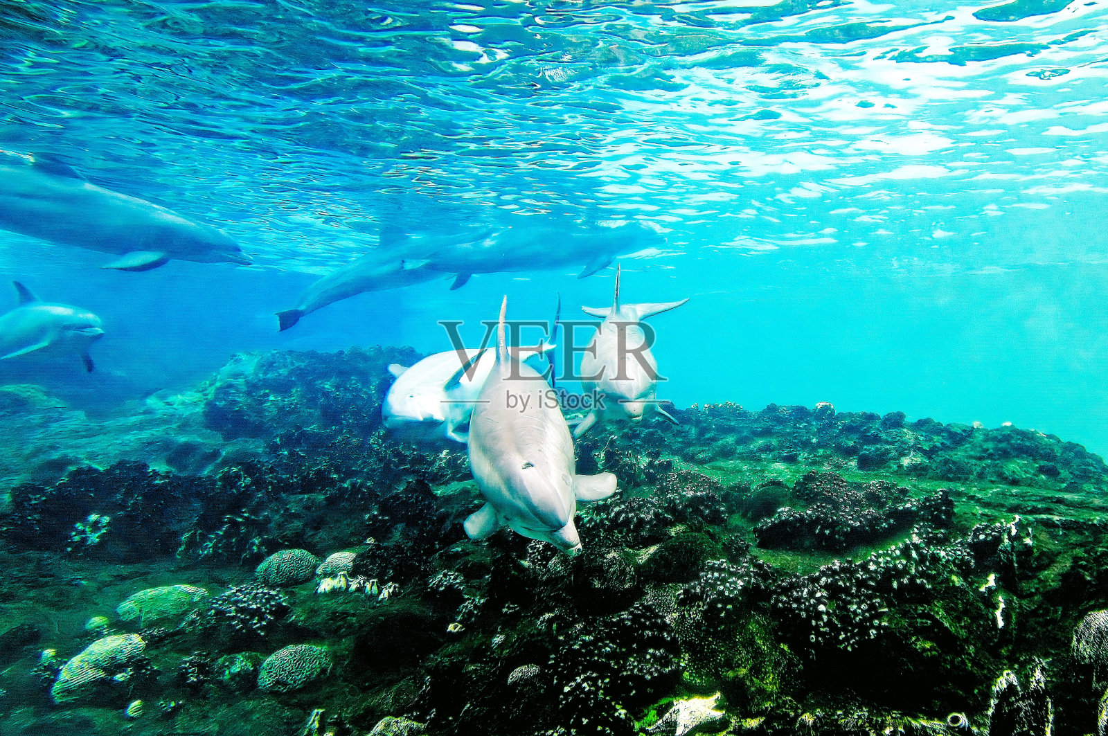 海豚游泳照片摄影图片