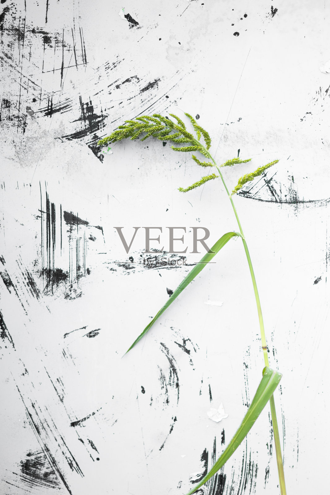 草叶照片摄影图片