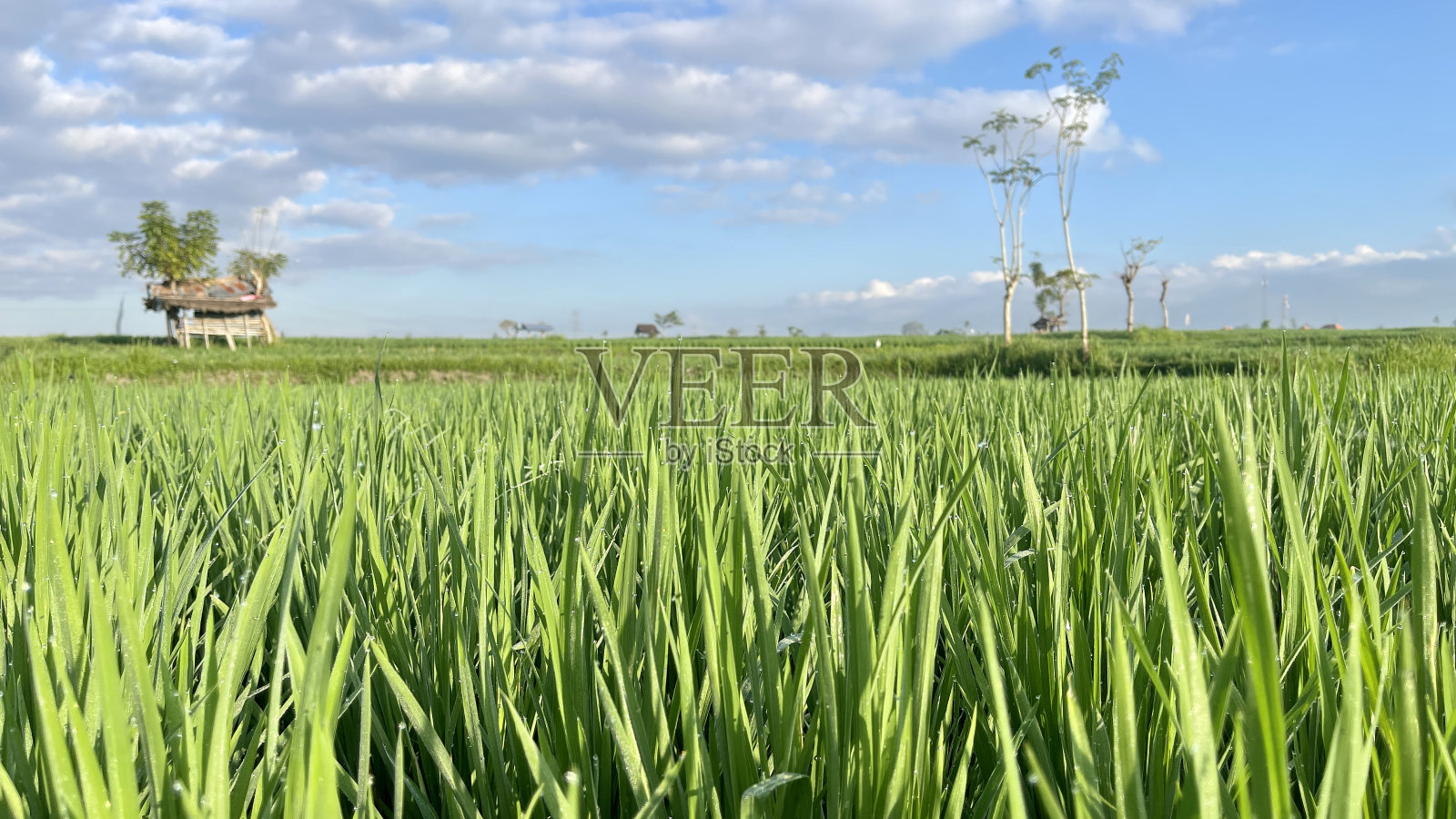 巴厘岛乌布的稻田照片摄影图片