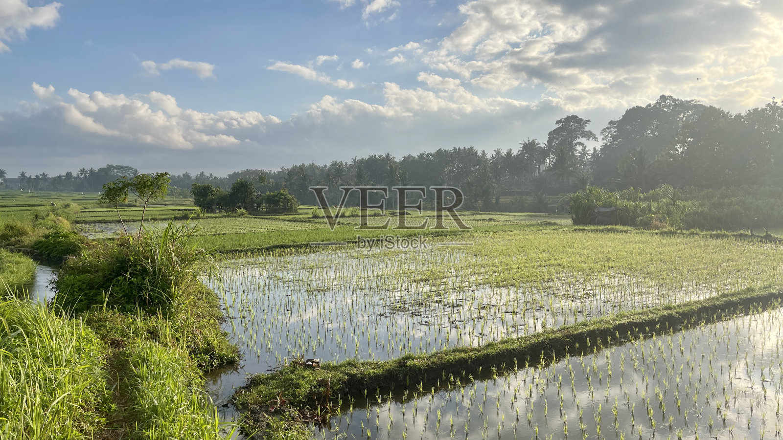 巴厘岛乌布的稻田照片摄影图片