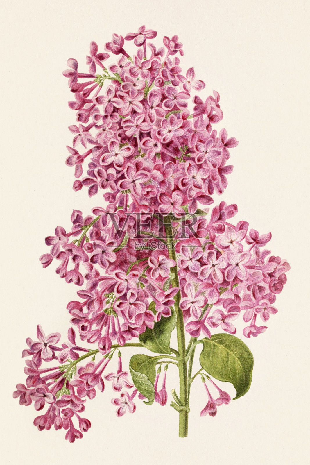 复古花。19世纪彩色花卉插图插画图片素材