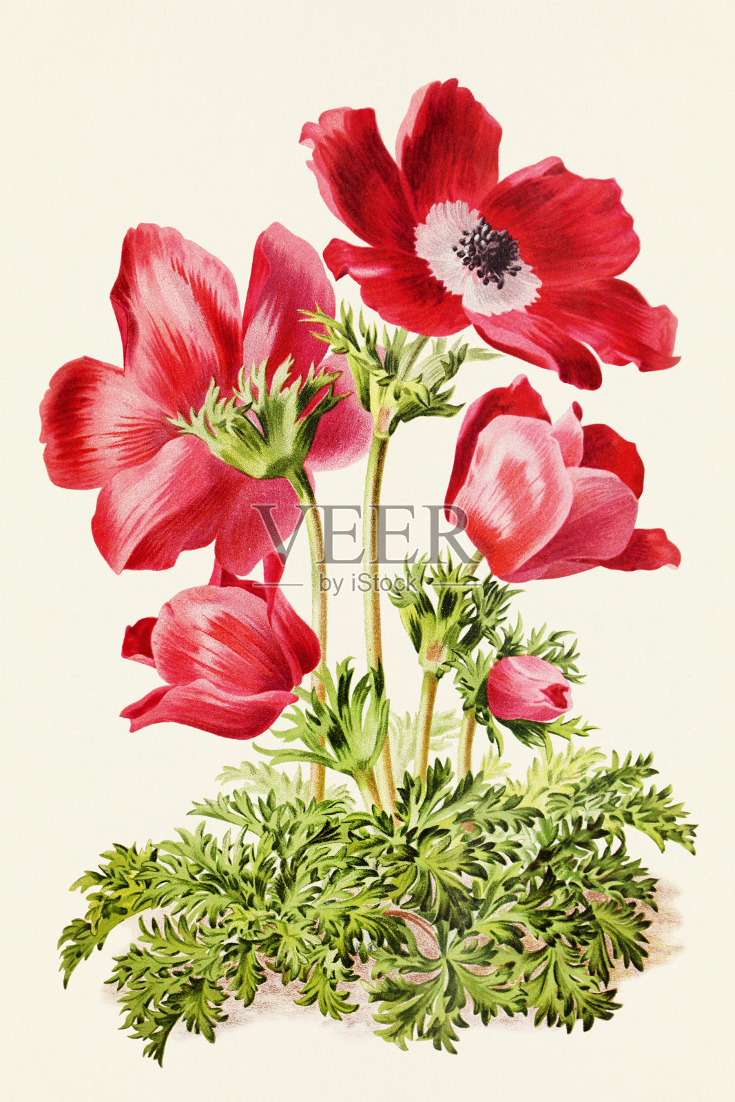 复古花。19世纪彩色花卉插图插画图片素材