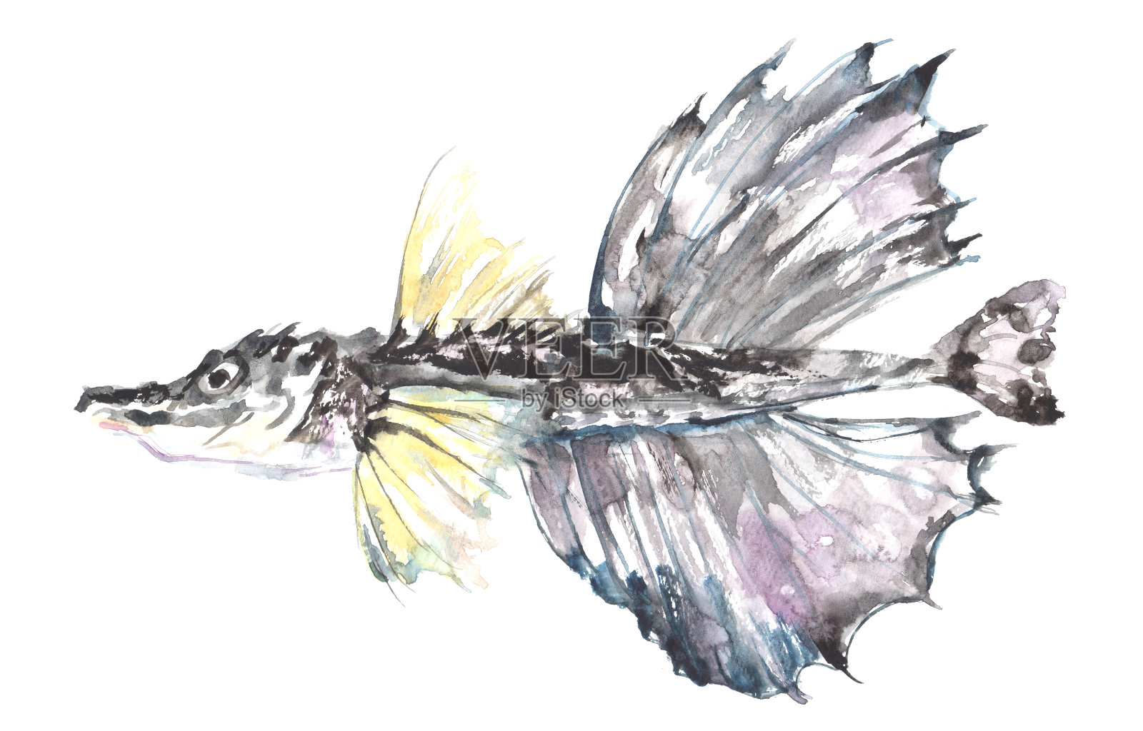 水彩画的八角形插图插画图片素材