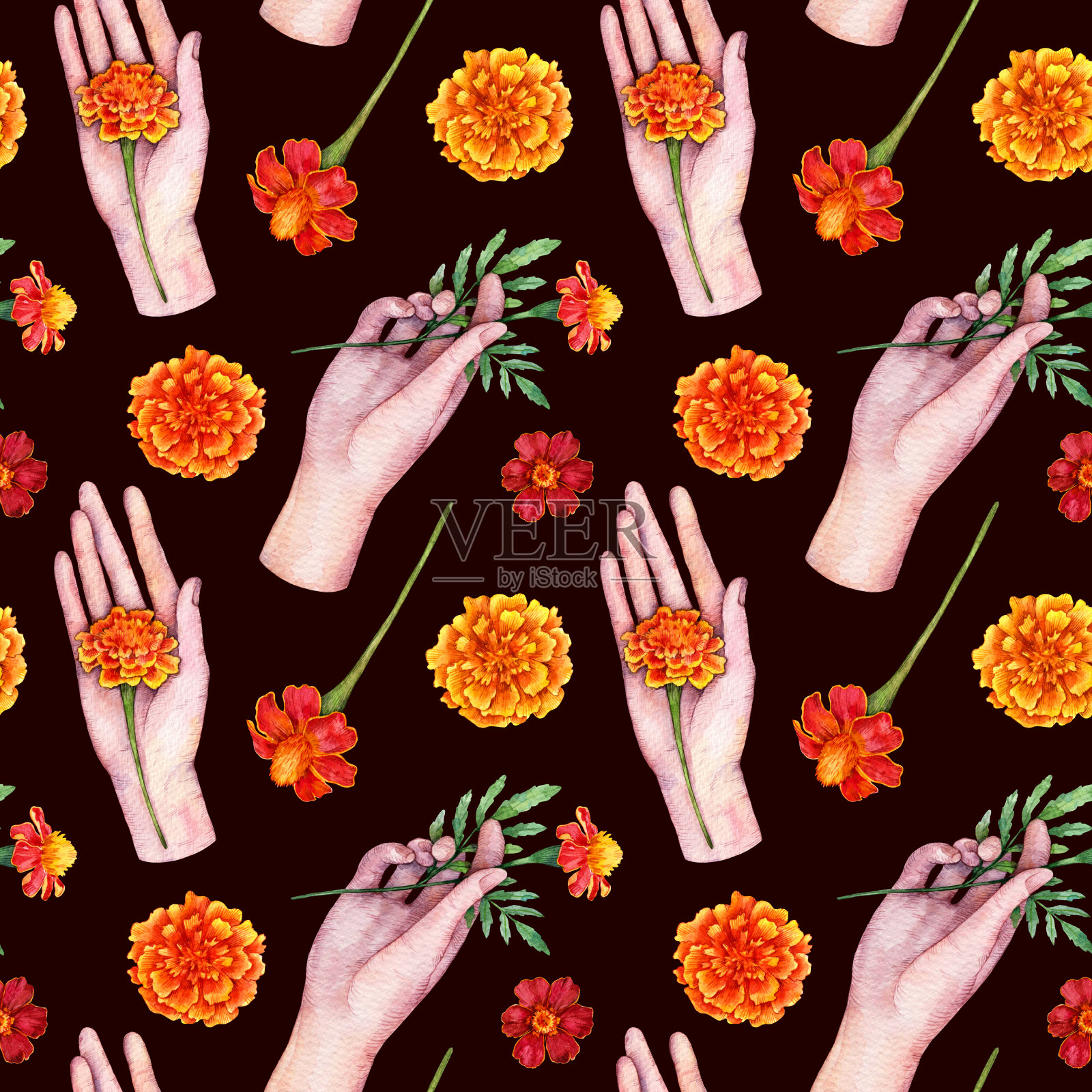 水彩无缝图案与女性手握红色万寿菊花。手绘花卉插图孤立在黑暗的背景。插画图片素材