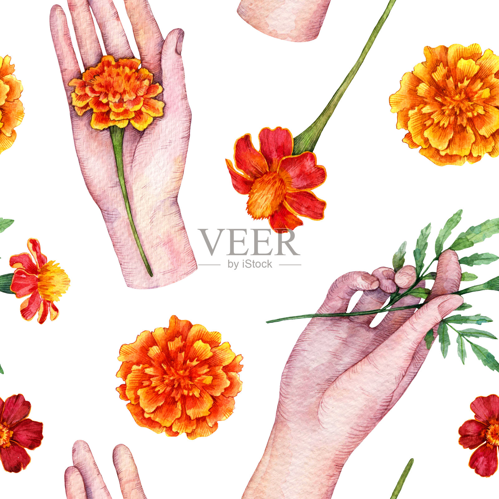 水彩无缝图案与女性手握红色万寿菊花。手绘花卉插图孤立在白色背景。插画图片素材