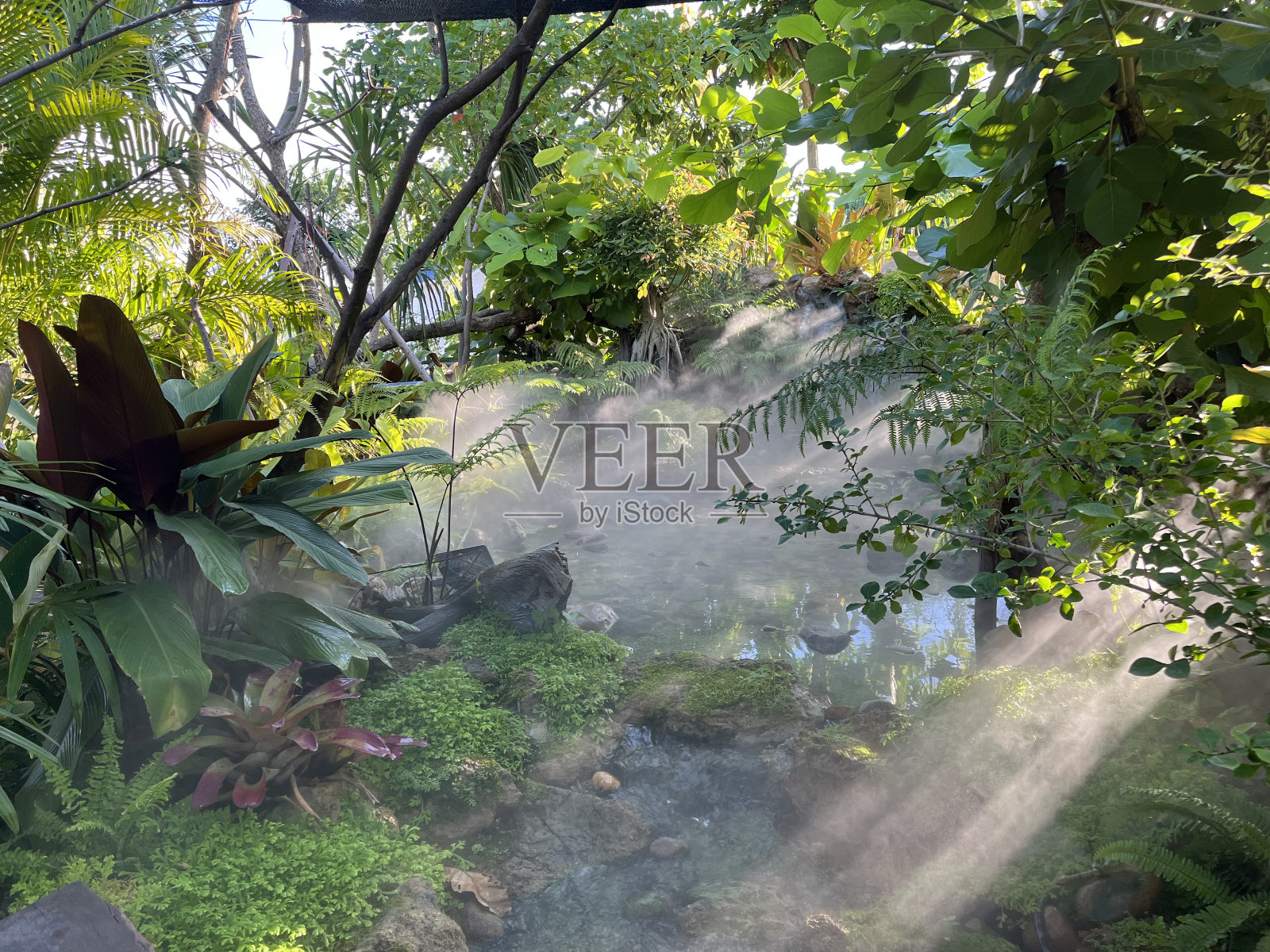 大自然中的树照片摄影图片