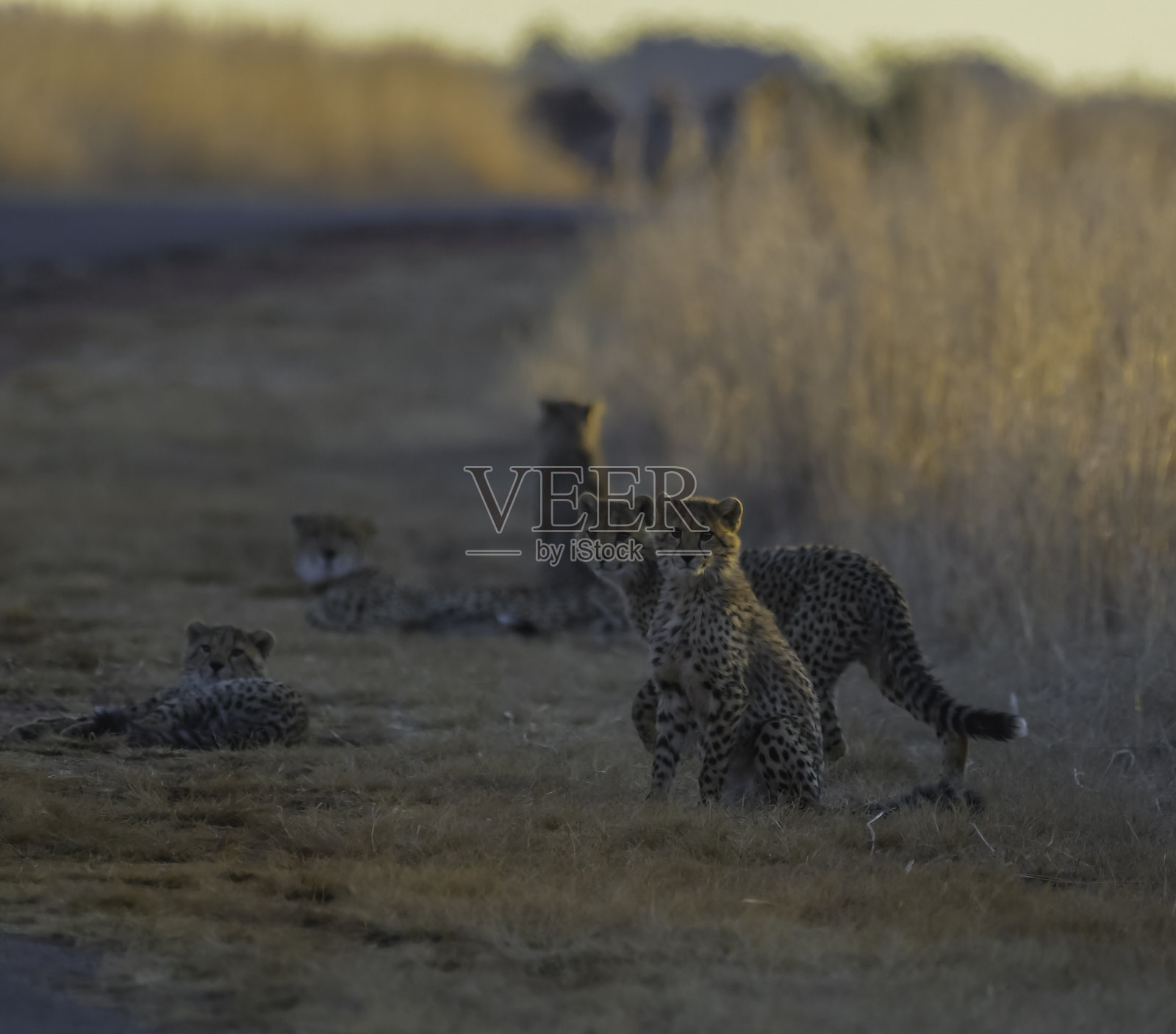 日落时分的南非野生猎豹家族照片摄影图片