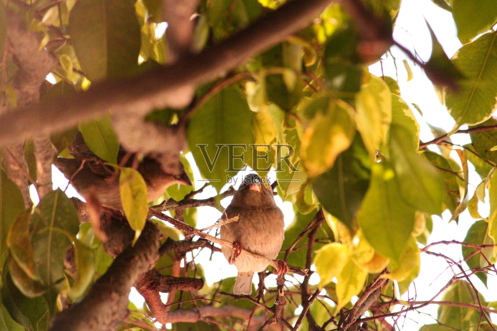 绿叶树上的雌麻雀照片摄影图片