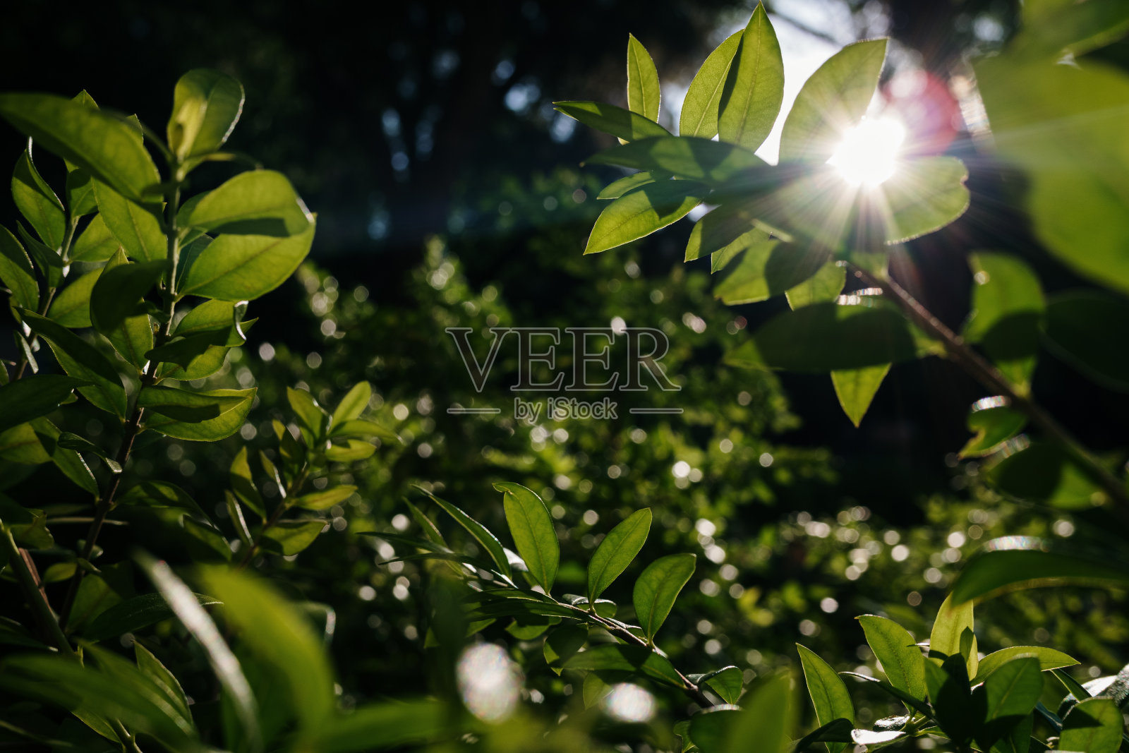 浓密的绿叶被阳光照亮，背景是深绿色调。照片摄影图片
