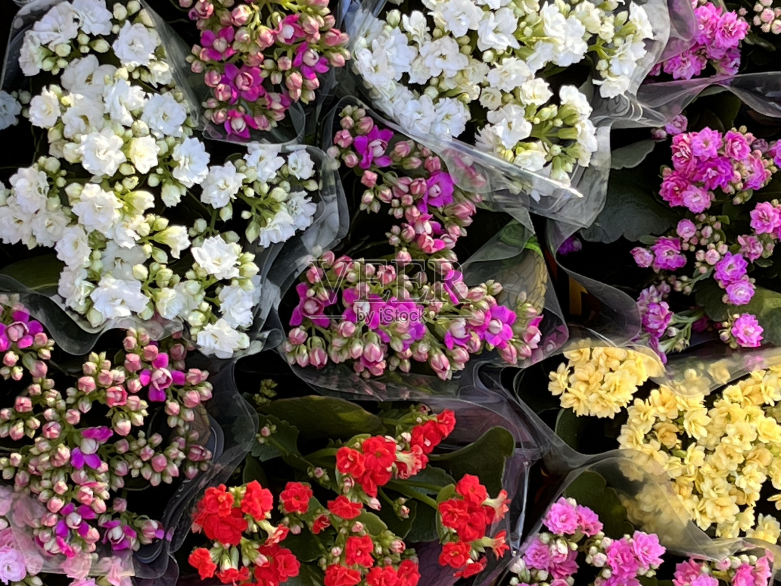 我花园里的花照片摄影图片